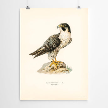 Artworld Wall Art Vintage Falcon Wall Art 88