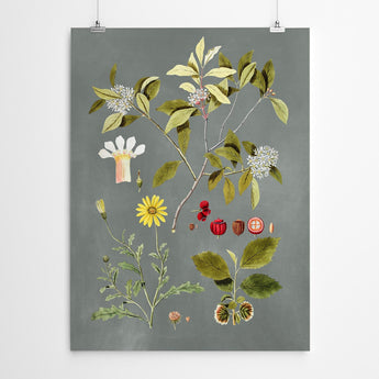 Artworld Wall Art Vintage Floral Botanical Print 884