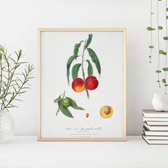 Artworld Wall Art Vintage fruit art 887