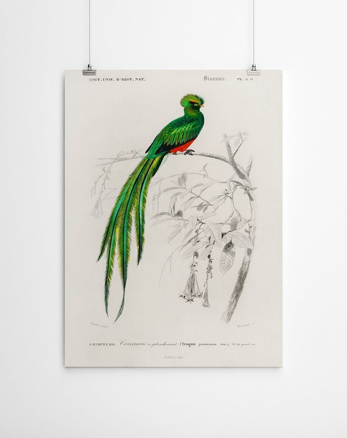 Vintage Green Bird of Paradise Canvas Prints