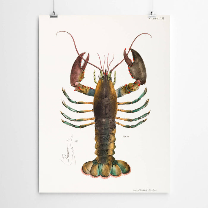 Vintage Lobster Art Print