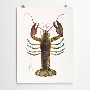 Artworld Wall Art Vintage Lobster Art Print 889