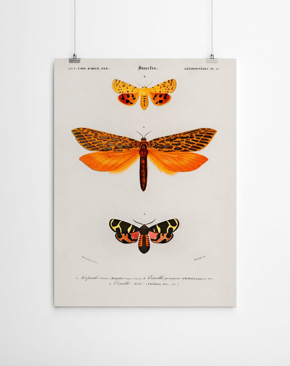 Artworld Wall Art Vintage Moth Canvas Print 890