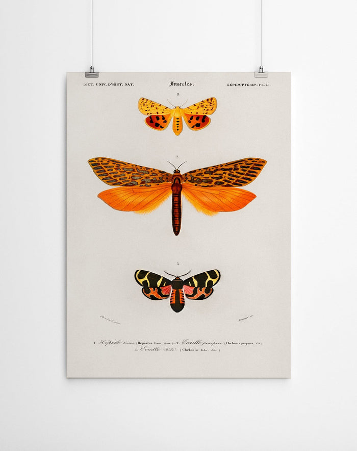 Vintage Moth Canvas Print