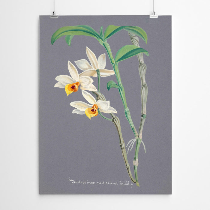 Vintage Orchid Art