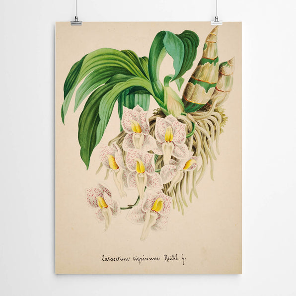 Artworld Wall Art Vintage Orchid Art Print 893