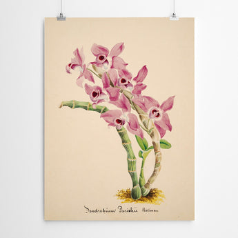 Artworld Wall Art Vintage Orchid Wall Art 894