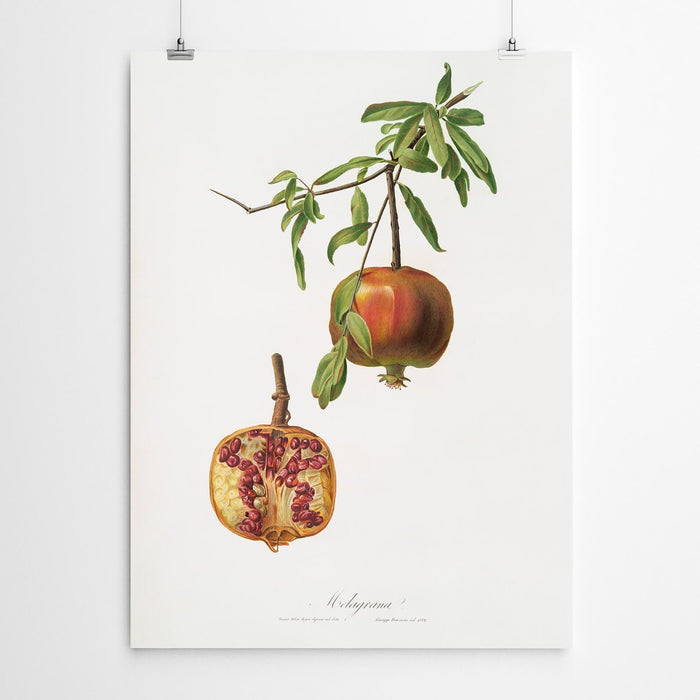 Vintage Pomerganate Art Print