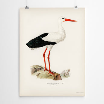 Artworld Wall Art Vintage Stork Art Print 898