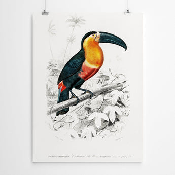 Artworld Wall Art Vintage Toucan Bird Prints 899