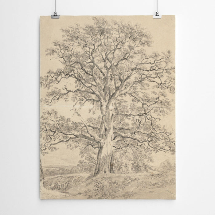 Vintage Tree Charcoal Drawing