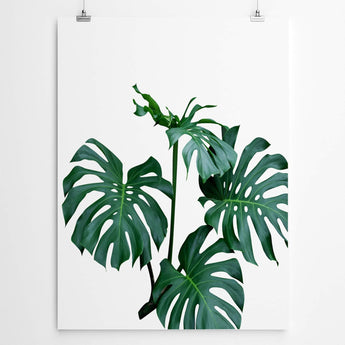 Artworld Wall Art Wall Art Tropical Monstera