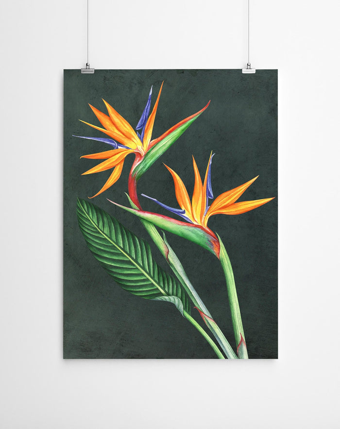 Watercolour Strelitzia Print
