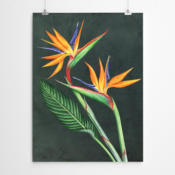 Artworld Wall Art Watercolour Strelitzia Print