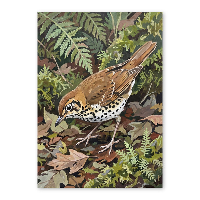 Wood Thrush In Forest Undergrowth