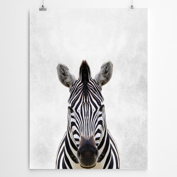 Zebra Fine Art Print